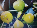 Lattarula Honey Fig Tree Seeds - Ficus carica 'Lattarula' - Italian Honey Fig for Gardening & Growing