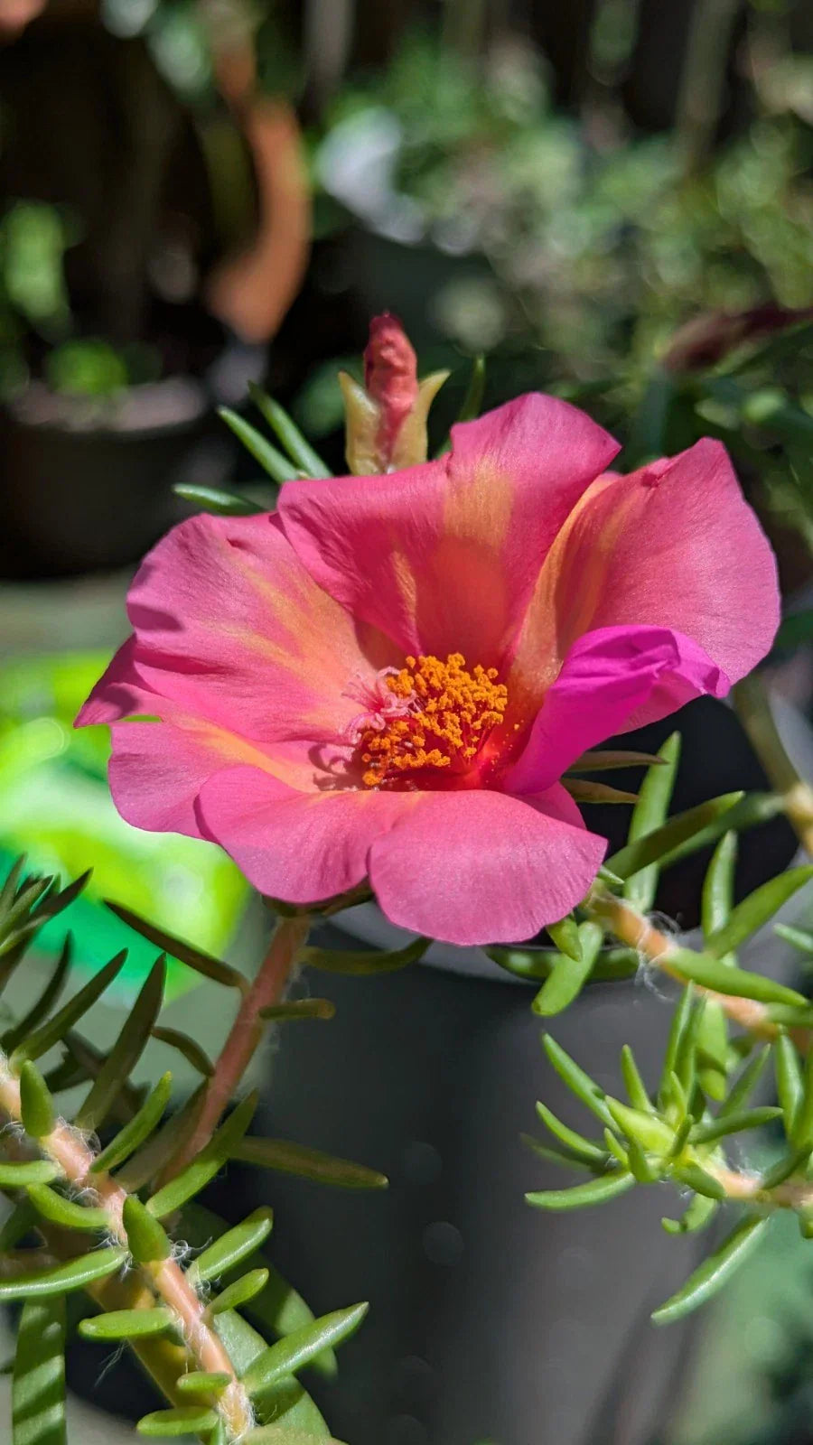Jumbo Portulaca Grandiflora 'Samba' Unrooted Cuttings - Magenta Orange Splash Succulent Plant Propagation