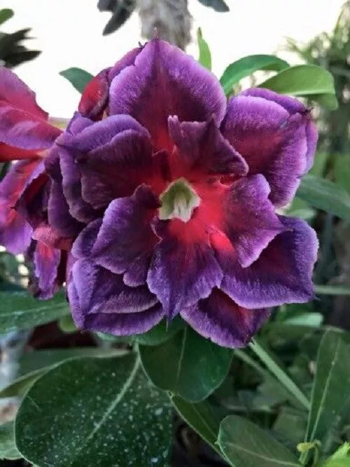 Fuchsia Desert Rose Seeds - Adenium Obesum - 4 Exotic Flower Garden Seeds for Indoor & Outdoor Planting