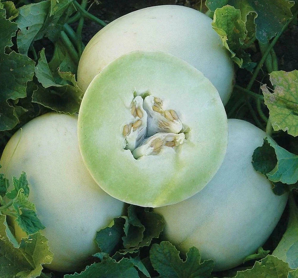 Honey Dew Cantaloupe Seeds - Green Flesh Melon, Cucumis melo, 50+ Pack, Heirloom, Full Sun, High Yield