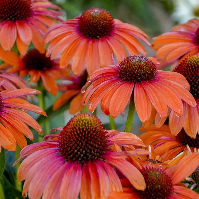 50 Orange Coneflower Seeds Echinacea purpurea Perennial Flower Seeds for Garden Beds & Borders