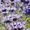 Salvia Clevelandii Live Plant 12" Drought-Tolerant Blue Purple Cleveland Sage Herb Flower Fragrant