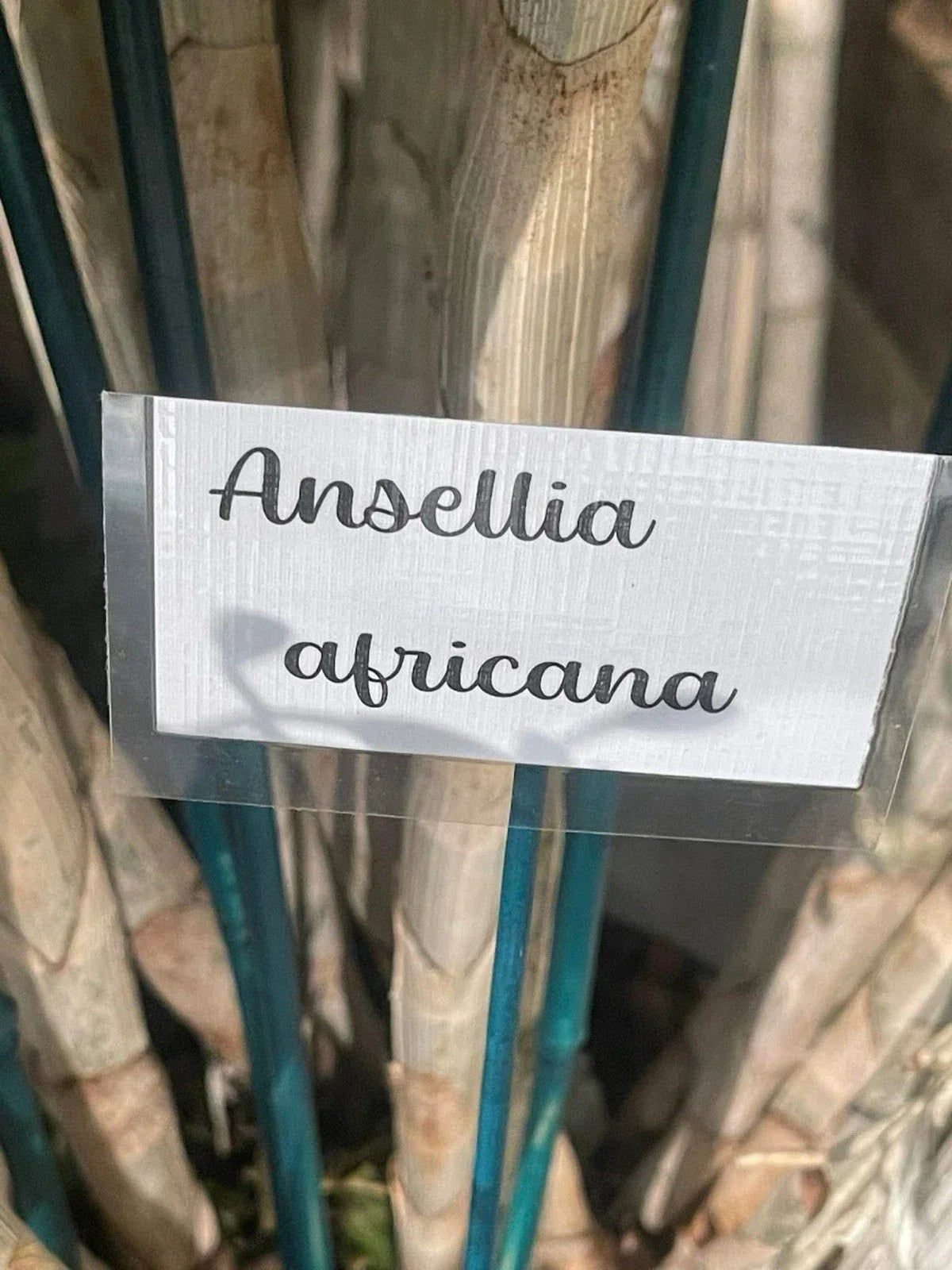 Ansellia Africana Orchid Cuttings 5 Pack for Propagation - Live Epiphytic Plants