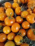 Sungold Orange Cherry Tomato Seeds - 10 Seeds, Heavy Producer, Sweet Flavor, Solanum lycopersicum, Compact Growth