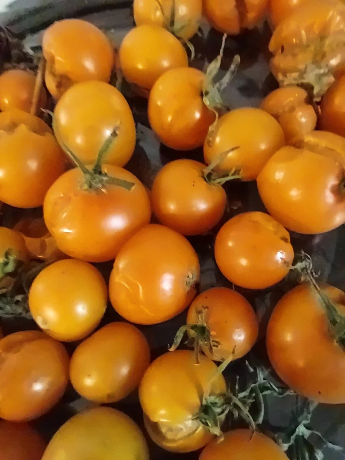 Sungold Orange Cherry Tomato Seeds - 10 Seeds, Heavy Producer, Sweet Flavor, Solanum lycopersicum, Compact Growth