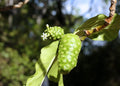 Organic Noni Berry Tree Seeds - Morinda citrifolia Superfood Seeds for Planting, Tropical Garden, 10 Pack