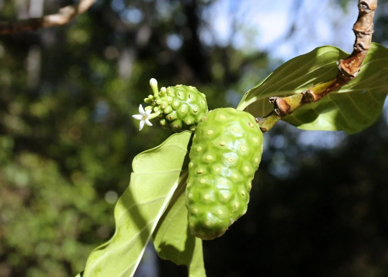 Organic Noni Berry Tree Seeds - Morinda citrifolia Superfood Seeds for Planting, Tropical Garden, 10 Pack