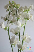 Aphrodite Sweet Pea Seeds - 50+ Pink & White Bi-Color Flower Seeds for Garden Climbing Vine - Lathyrus odoratus