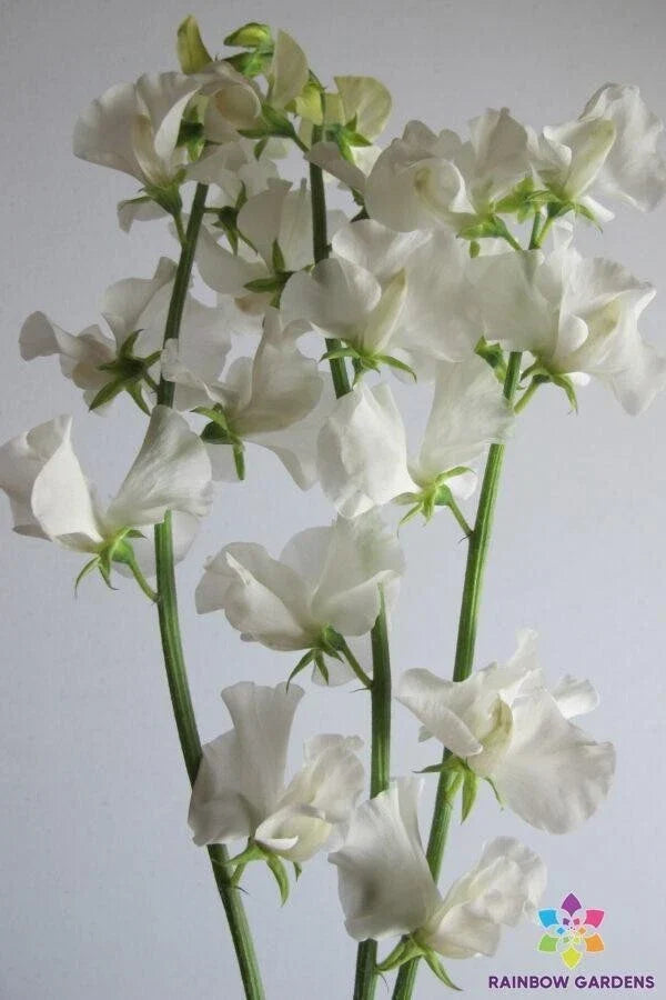 Aphrodite Sweet Pea Seeds - 50+ Pink & White Bi-Color Flower Seeds for Garden Climbing Vine - Lathyrus odoratus