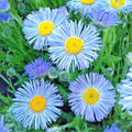 Blue Fleabane Seeds – Aspen Daisy Wildflower Pack of 500+ Erigeron glaucus Native Drought & Cold Tolerant for Gardens & Containers