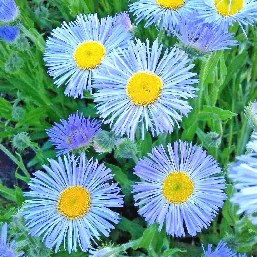 Blue Fleabane Seeds – Aspen Daisy Wildflower Pack of 500+ Erigeron glaucus Native Drought & Cold Tolerant for Gardens & Containers