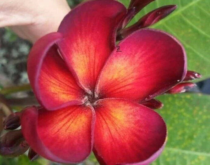 Jamaican Fire Plumeria Cutting - 3 Tip Tropical Flowering Plant - Plumeria rubra - Fragrant, Vibrant Blooms for Garden or Container