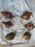 Organic Jerusalem Artichoke Tubers – Helianthus tuberosus, Red, 6 Medium Tubers for Planting