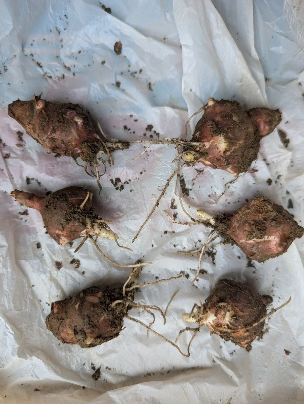 Organic Jerusalem Artichoke Tubers – Helianthus tuberosus, Red, 6 Medium Tubers for Planting
