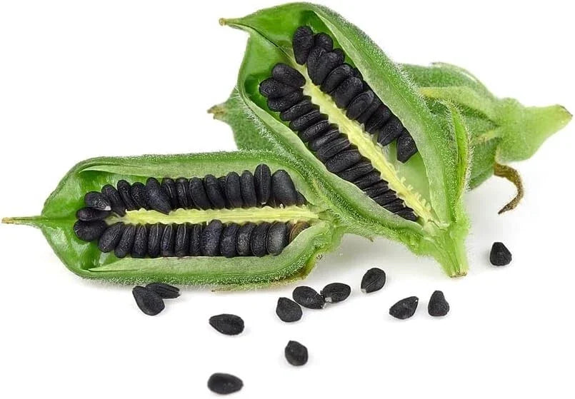 Black Sesame Seeds for Planting - Kurogoma - Organic Sesamum indicum Seeds - 500 Pack