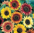 Autumn Beauty Sunflower Seeds - 50+ Non-GMO Helianthus annuus for Garden, Cut Flowers, Pollinator Attractant