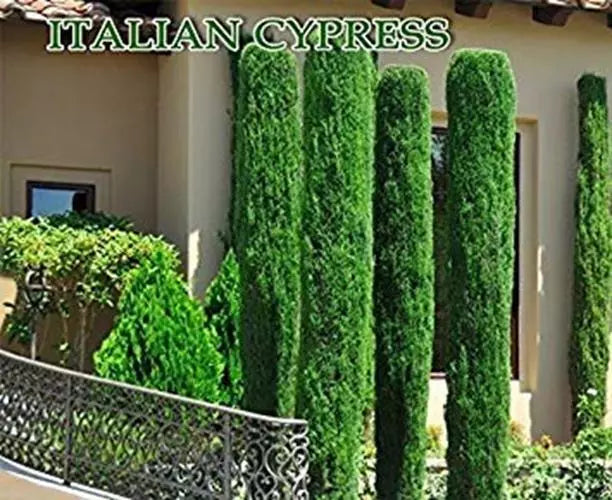 Italian Cypress Seeds 300 Count Tuscan Cupressus sempervirens Graveyard Cypress for Mediterranean Garden