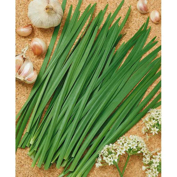Garlic Chives Seeds | NON-GMO Heirloom | Allium tuberosum | Culinary Herb for Gardens & Containers