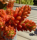 Sedum Rubrotinctum Aurora Pink Jelly Bean Variegated Live Succulent Cutting, Rare Indoor or Outdoor Plant