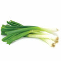 Toky Long White Bunching Onion Seeds Allium fistulosum Vegetable Garden Seeds for Fresh Onions