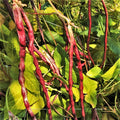Mosaic Yard Long Bean Seeds - Purple Pink White Chinese Asparagus - Non-GMO, Climbing Vegetable Seeds for Vertical Gardening