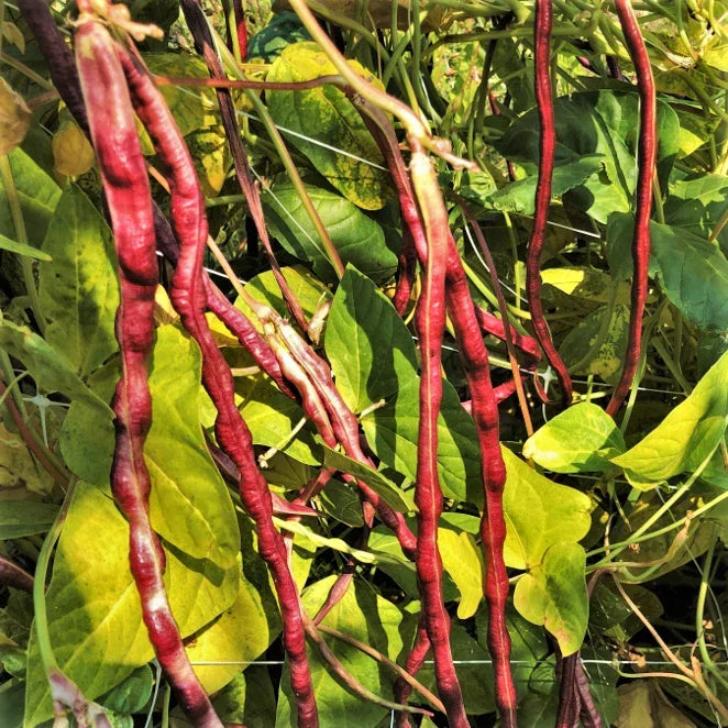 Mosaic Yard Long Bean Seeds - Purple Pink White Chinese Asparagus - Non-GMO, Climbing Vegetable Seeds for Vertical Gardening