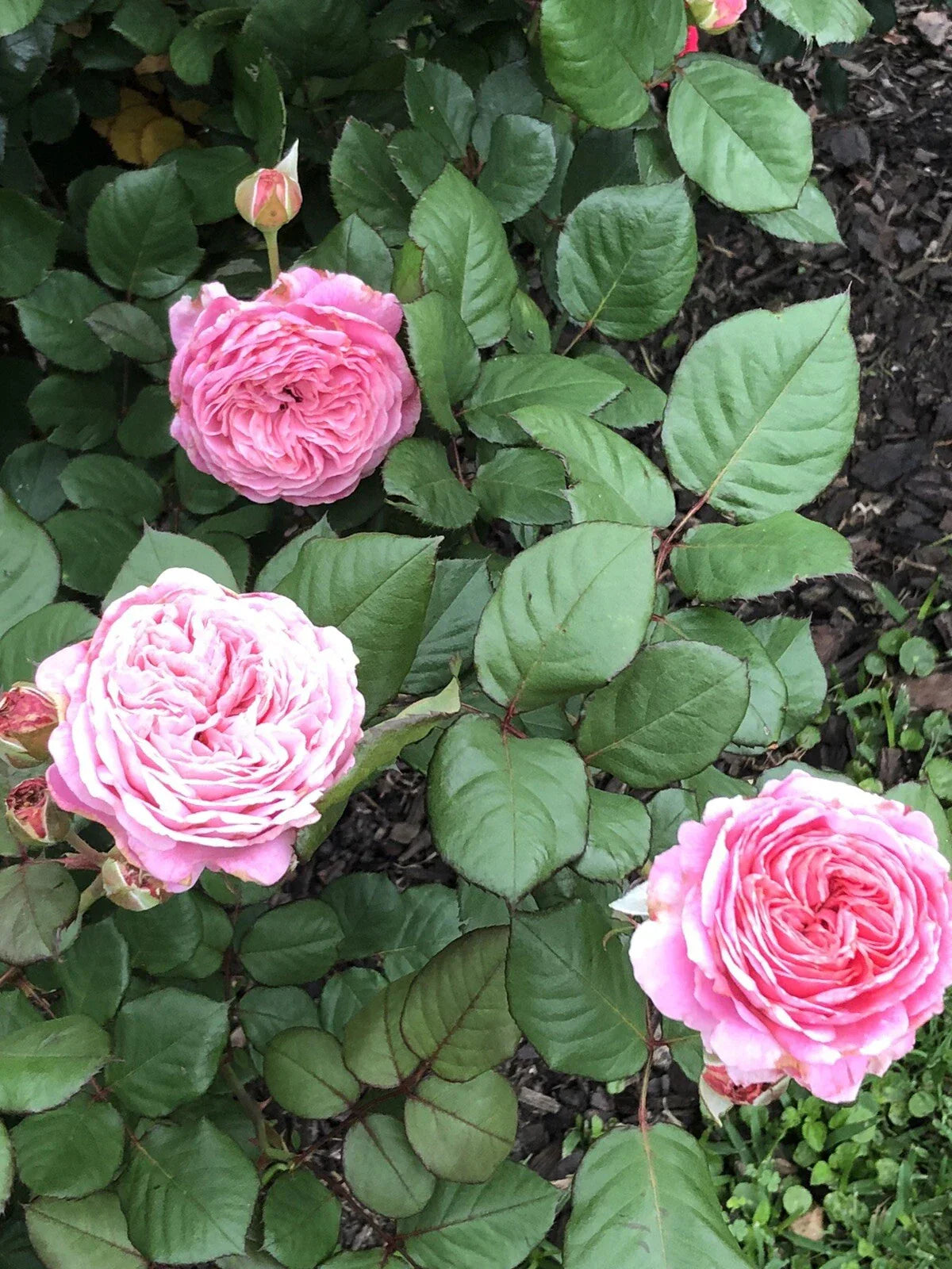 Queen of Elegance Rose Cuttings 10 Inch | Rosa 'Queen of Elegance' | Garden Rose, Fragrant, Disease-Resistant, Hardy, Deciduous Shrub