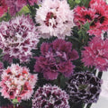 Carnation Seeds 100 DBL Pink Purple Mix Dianthus caryophyllus Perennial Flower Seeds for Garden