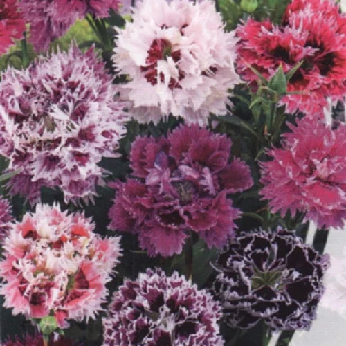 Carnation Seeds 100 DBL Pink Purple Mix Dianthus caryophyllus Perennial Flower Seeds for Garden