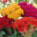Celosia Seeds Mix - Non-GMO Cristata Variety, Vibrant Colors, 100-2000 Seeds for Gardens, Borders, Containers, Attracts Pollinators