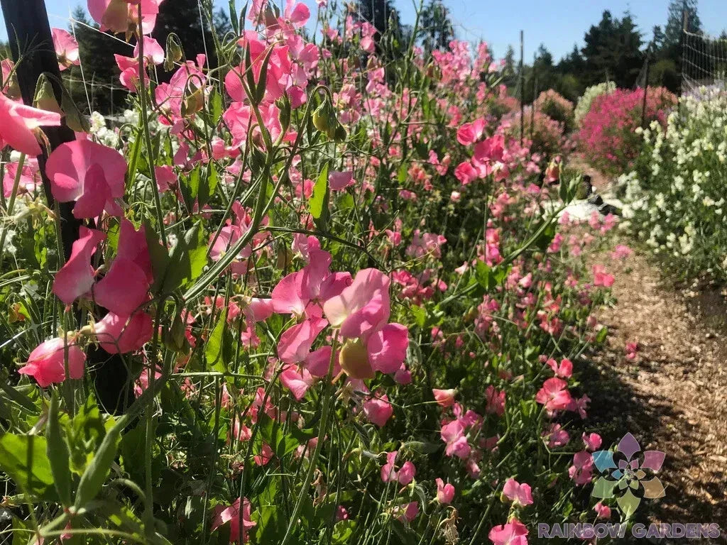 Mrs. R. Bolton Sweet Pea Seeds - 50+ Pack, Climbing Flowering Vine, Fragrant Blooms, Lathyrus odoratus, Organic Garden Seeds