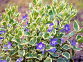 Variegated Vinca Minor Plants - 6+ for Pots & Ground Cover, Perennial, Full Sun to Partial Shade