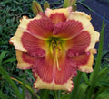 Daylily Plant - Potted 1-Gallon - Bright Orange 'Hello Screamer' Hemerocallis