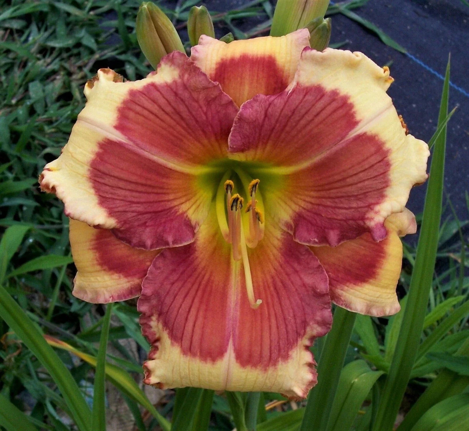 Daylily Plant - Potted 1-Gallon - Bright Orange 'Hello Screamer' Hemerocallis