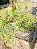 Fresh Cuttings Rhipsalis heteroclada | Rare Orchid Cactus Indoor Plant