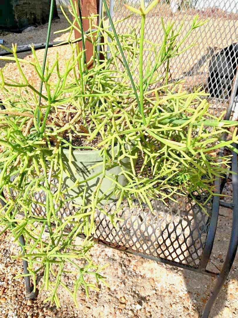 Fresh Cuttings Rhipsalis heteroclada | Rare Orchid Cactus Indoor Plant