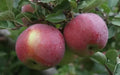 Empire Apple Seeds - 25+ Pack for Gardening, Malus domestica, Non-GMO, USA Grown, for Home Garden and Orchard Planting