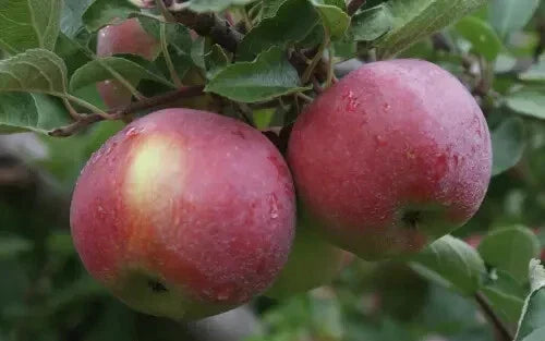 Empire Apple Seeds - 25+ Pack for Gardening, Malus domestica, Non-GMO, USA Grown, for Home Garden and Orchard Planting