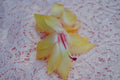 Christmas Cactus Starter Plant - Gold Fever Schlumbergera truncata - Well-Rooted Indoor Succulent for Holiday Decor