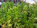25 Assorted Succulent Leaf Cuttings for Rooting, Propagation, Indoor Gardening, Low Maintenance, Echeveria, Sedum, Graptopetalum