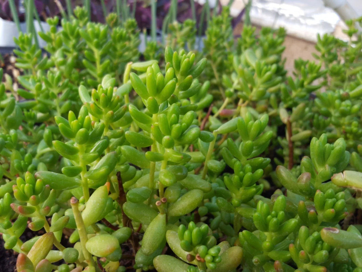 25 Assorted Succulent Leaf Cuttings for Rooting, Propagation, Indoor Gardening, Low Maintenance, Echeveria, Sedum, Graptopetalum