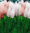 Pampas Grass Seeds Mix - Cortaderia selloana - Decorative Perennial for Landscaping & Dried Arrangements