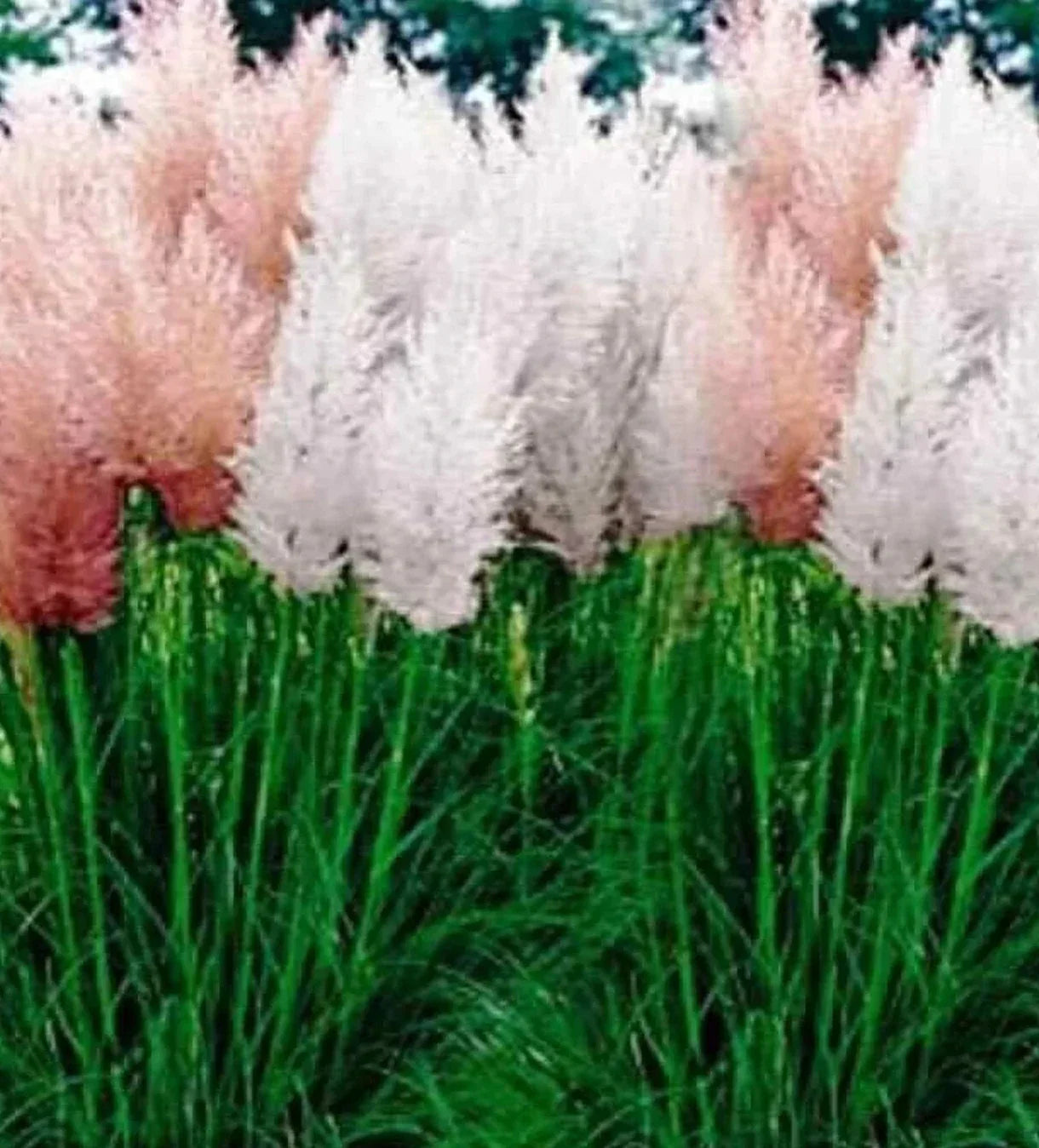Pampas Grass Seeds Mix - Cortaderia selloana - Decorative Perennial for Landscaping & Dried Arrangements