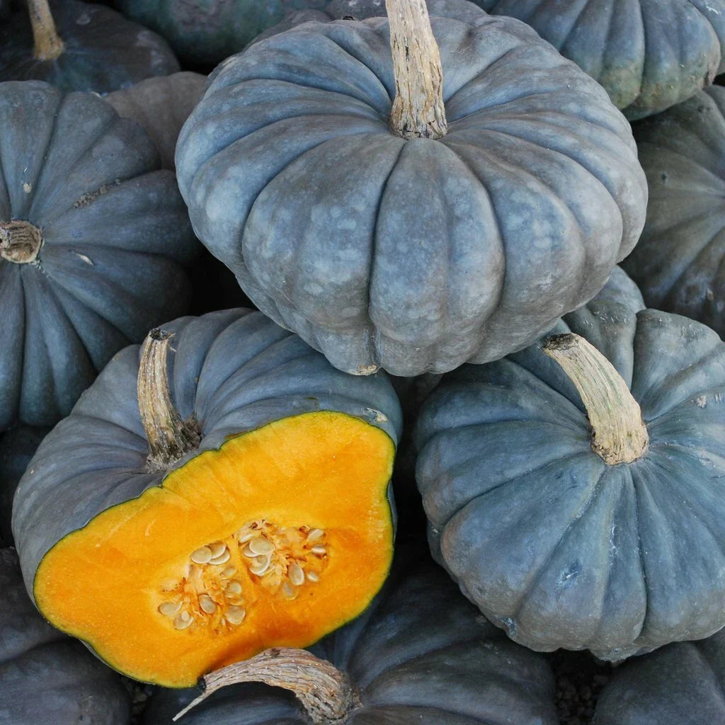Queensland Blue Squash Seeds – Heirloom Cucurbita maxima, Vining, Blue-green Skin, Fresh Seed Packet