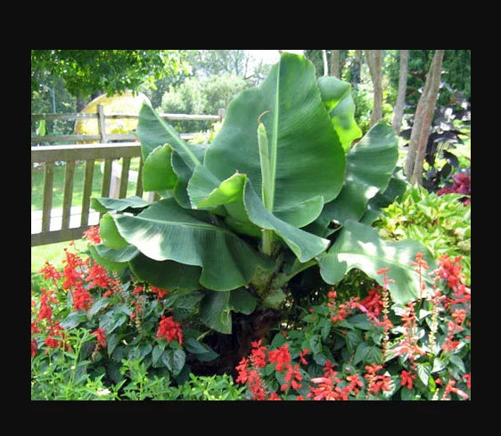 Little Prince Musa Banana Plant - Small Rooted Starter - Tropical Indoor Houseplant - Musa acuminata