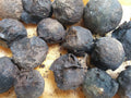 Black Walnut Seeds 17 Pack Organic Juglans Nigra Anti-Parasitic Tree Seeds for Gardening