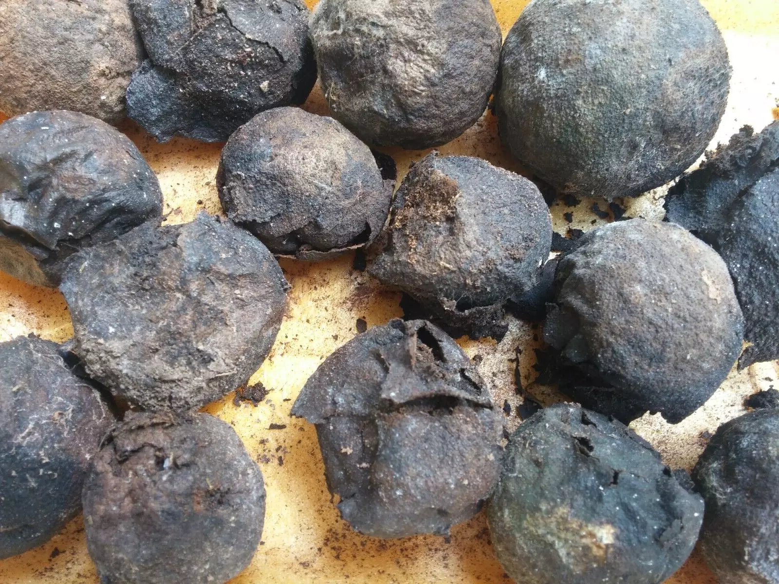 Black Walnut Seeds 17 Pack Organic Juglans Nigra Anti-Parasitic Tree Seeds for Gardening