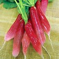 China Rose Radish Seeds - 500+ Pack, Heirloom Raphanus sativus, Crunchy Pink Skin Radishes for Home Garden, Fast-Growing, Non-GMO