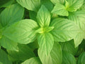 Lemon Basil Seeds - Fresh Aroma Herb for Container Gardening - Ocimum basilicum 'Citriodorum' Bulk Seeds