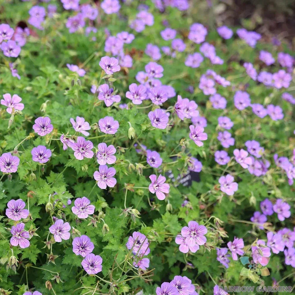 Havana Blues Geranium Seeds Pack of 25+ Pelargonium x hortorum Blue Purple Flower Seeds for Garden, Containers, Baskets